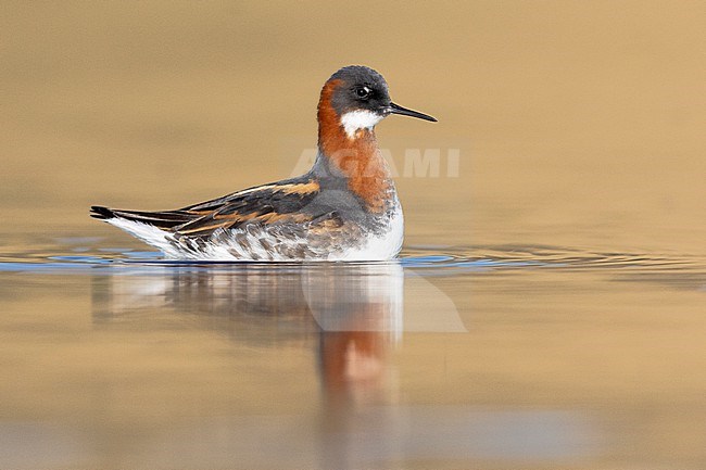 Red-necked Phalarope  (Phalaropus lobatus), side view of an adult female swimming, Western Region, Iceland stock-image by Agami/Saverio Gatto,