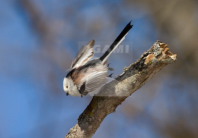 Northern Long-tailed Tit (Aegithalos caudatus caudatus) in open woodland during winter on Hokkaido, Japan. Taking of from a branch. stock-image by Agami/Marc Guyt,