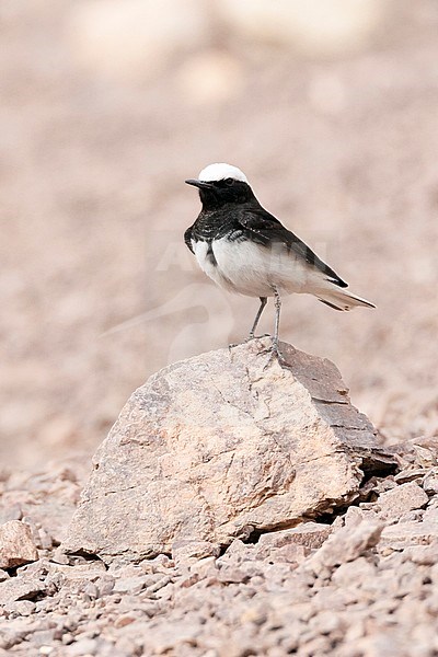 Male Hooded Wheatear (Oenanthe monacha) near Eilat, Israel stock-image by Agami/Marc Guyt,