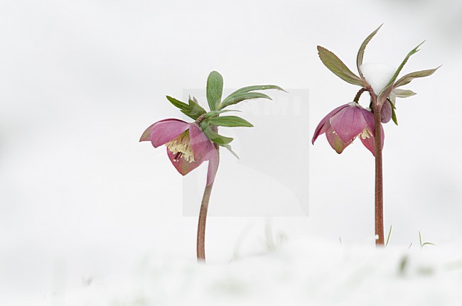 Paarse Helleborus bloemen in de sneeuw, Purple Hellebore flowers in snow stock-image by Agami/Rob de Jong,