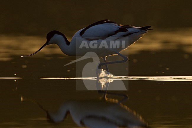 Kluut volwassen foeragerend in water; Pied Avocet adult foraging in water stock-image by Agami/Menno van Duijn,