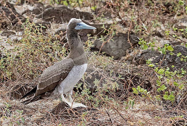 Juvenile Indo-Pacific Brown Booby (Sula leucogaster plotus) in French Polynesia. stock-image by Agami/Pete Morris,