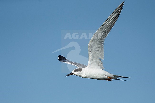 Adult Forster's Tern (Sterna forsteri) in nonbreeding plumage.
Galveston Co., Texas, USA.
April 2016 stock-image by Agami/Brian E Small,