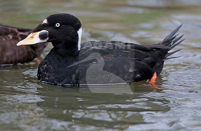 Surf Scoter (Melanitta perspicillata), second winter male swimming in captivity, seen from the side. stock-image by Agami/Fred Visscher,