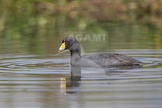 American Coot (Fulica americana columbiana) at Bogota, Colombia.  Note this species has yellow in the bill in South America. stock-image by Agami/Tom Friedel,