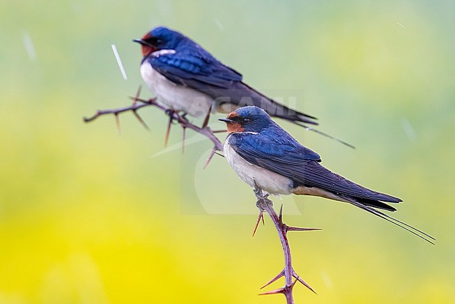 Barn Swallow (Hirundo rustica) in Italy. stock-image by Agami/Daniele Occhiato,