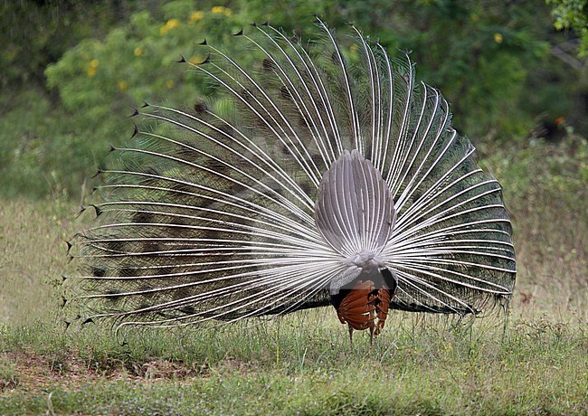 Indian Peafowl (Pavo cristatus) male displaying stock-image by Agami/Andy & Gill Swash ,