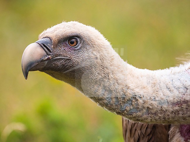 Griffon Vulture, Gyps fulvus. Close-up portrait of Griffon Vulture, head and neck only stock-image by Agami/Hans Germeraad,