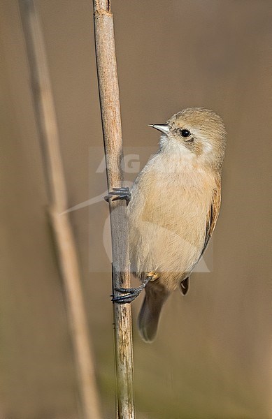 Penduline Tit; Remiz pendulinus stock-image by Agami/Alain Ghignone,
