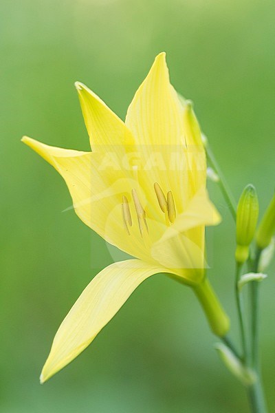 Lily, Russia (Irkutsk) stock-image by Agami/Ralph Martin,
