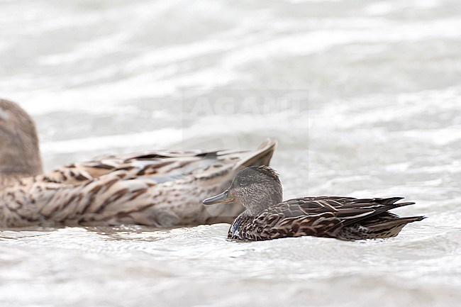 Immature Eurasian Teal, Anas crecca, on the Azores, Portugal, during late autumn. Most likely this species. stock-image by Agami/Marc Guyt,