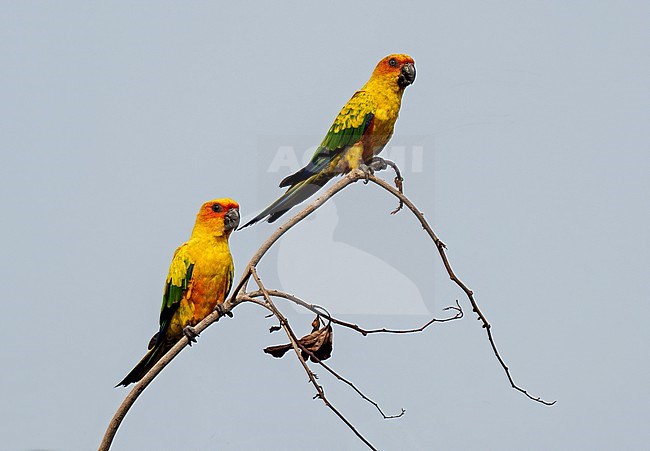 Pair of Sulphur-breasted Parakeet, Aratinga maculata, perched on a branch against blue sky - a rarely photographed species stock-image by Agami/Andy & Gill Swash ,