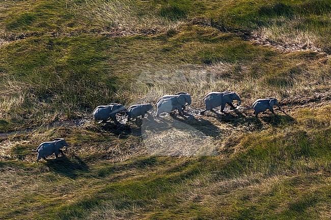 Aerial view of a herd of African elephants, Loxodonda africana, following a trail in tall grass. Okavango Delta, Botswana. stock-image by Agami/Sergio Pitamitz,