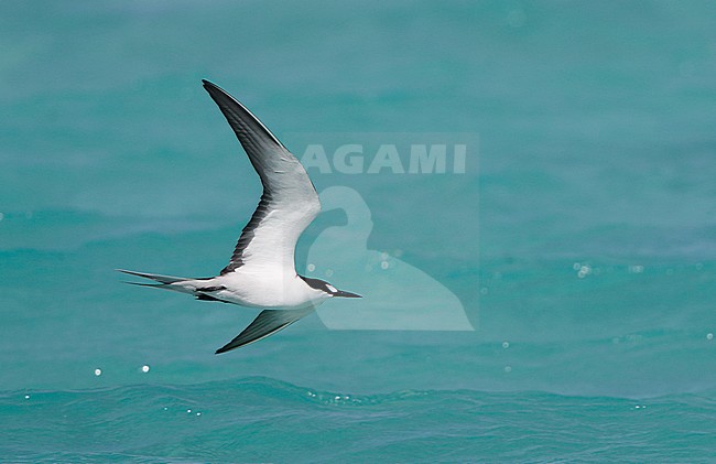 Adult Sooty Tern (Onychoprion fuscatus) in flight at Dry Tortugas, Florida, United States. stock-image by Agami/Helge Sorensen,