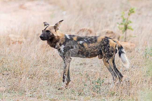 Wild Dog (Lycaon pictus), side view of an adult male, Mpumalanga, South Africa stock-image by Agami/Saverio Gatto,
