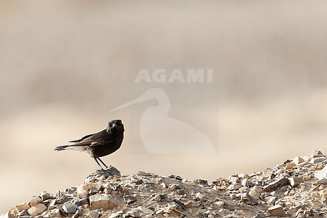 Basalt Wheatear (Oenanthe lugens warriae) in israel.
This is an intriguing dark subspecies of the mourning wheatear from the basalt desert of northeast Jordan, sometimes wintering as a vagrant in Israel, stock-image by Agami/Marc Guyt,