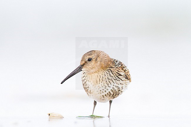 Bonte Strandloper, Dunlin, Calidris alpina juvenile foraging on beach stock-image by Agami/Menno van Duijn,