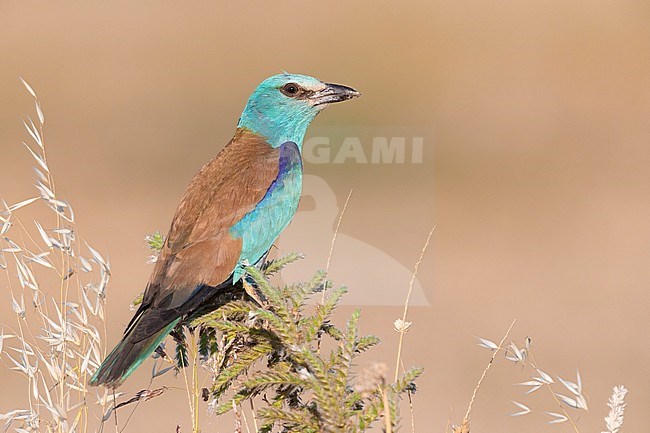 European Roller (Coracias garrulus), side view of an adult female perched on an Echium italicum, Campania, Italy stock-image by Agami/Saverio Gatto,
