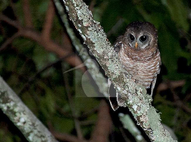 Afrikaanse Bosuil in boom, African Wood-Owl in tree stock-image by Agami/Roy de Haas,