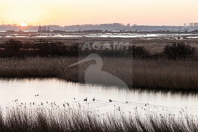  stock-image by Agami/Menno van Duijn,