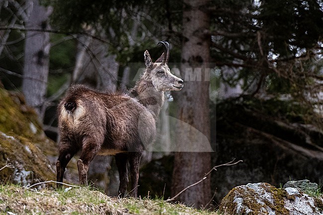 An alpine chamois, Rupicapra rupicapra, standing in forest. Aosta, Val Savarenche, Gran Paradiso National Park, Italy. stock-image by Agami/Sergio Pitamitz,
