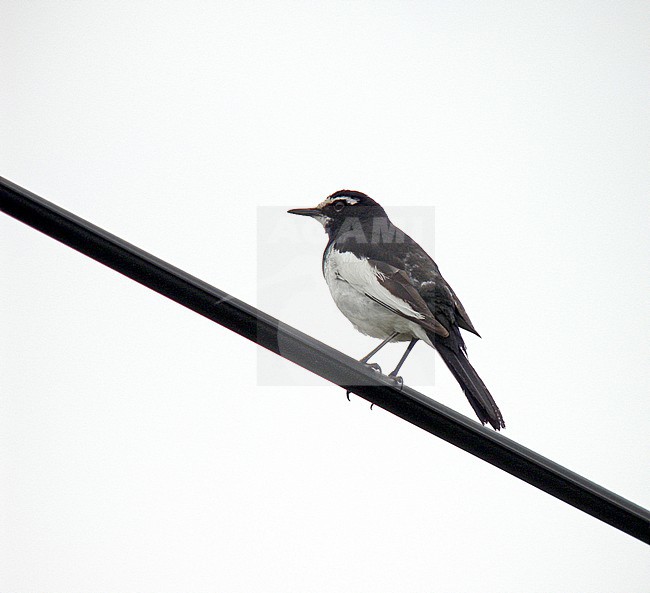 Adult Japanese Wagtail (Motacilla grandis) in Japan. stock-image by Agami/Pete Morris,