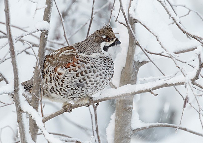 Mannetje Hazelhoen foeragerend in besneeuwde struiken; Male Hazel Grouse feeding in snow covered trees stock-image by Agami/Markus Varesvuo,