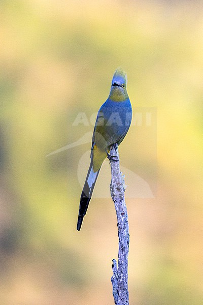 Long-tailed Silky-flycatcher (Ptiliogonys caudatus) stock-image by Agami/David Monticelli,