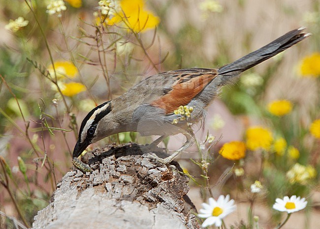 Black-crowned Tchagra (Tchagra senegalus) in Morocco. stock-image by Agami/Tomi Muukkonen,