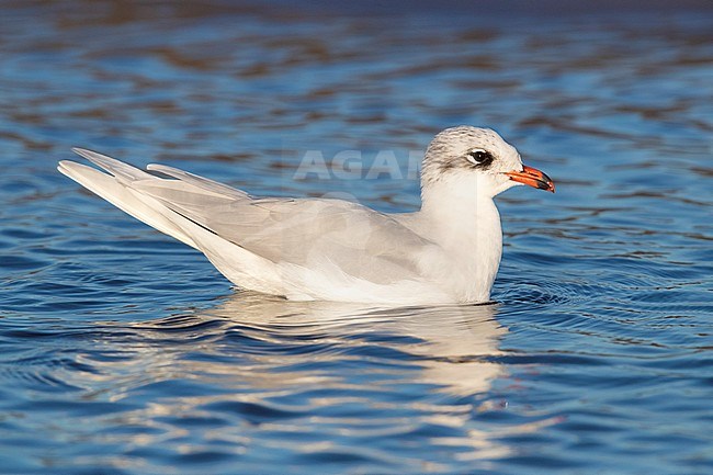 Mediterranean Gull (Ichthyaetus melanocephalus), side view of a 4 cy adult swimming in winter plumage, Campania, Italy stock-image by Agami/Saverio Gatto,