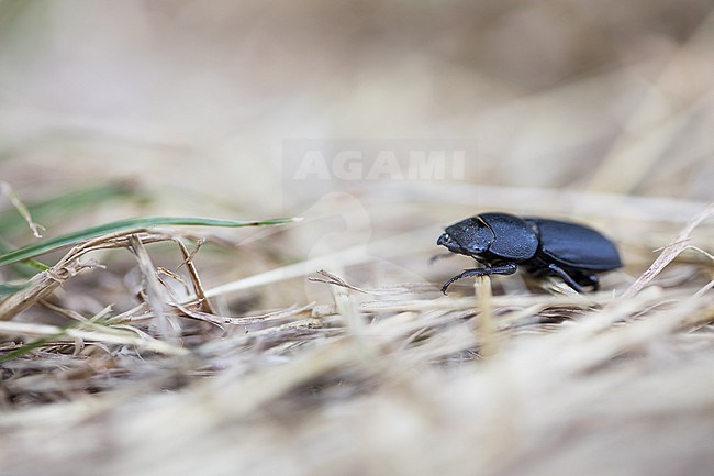 Dorcus parallelipipedus - Lesser stag beetle -  Balkenschröter, Germany, imago stock-image by Agami/Ralph Martin,