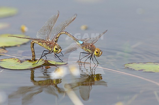 Adult male and female Vagrant Emperor (Anax ephippiger) tandem laying eggs on Nymphoides peltata at the Millingerwaard in the Netherlands. stock-image by Agami/Fazal Sardar,