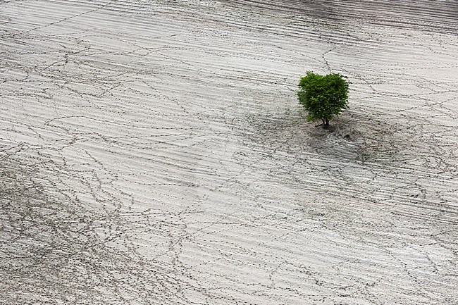Aerial view of a lone tree growing in a sandy area, surrounded by cattle tracks. Maun, Okavango Delta, Botswana. stock-image by Agami/Sergio Pitamitz,