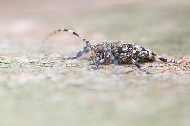 Acanthoderes clavipes - Keulenfüßiger Scheckenbock, Germany, imago stock-image by Agami/Ralph Martin,