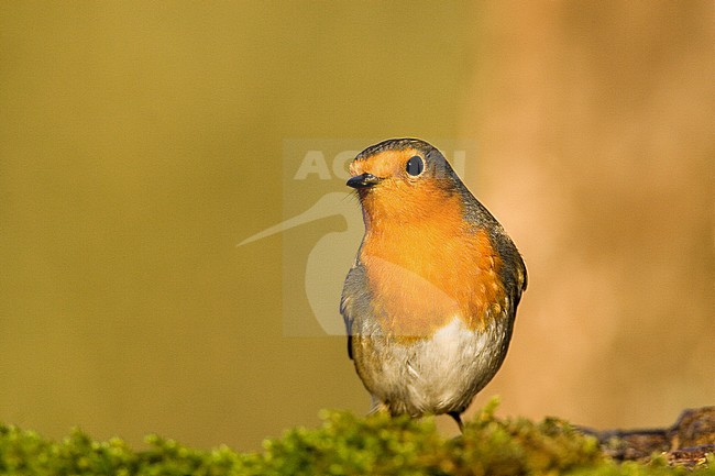 European Robin (Erithacus rubecula) perched showing full red breast. stock-image by Agami/Oscar Díez,