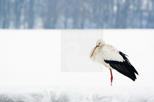 White Stork (Ciconia ciconia) in snow-covered polder at Alphen aan den Rijn, The Netherlands stock-image by Agami/Caroline Piek,