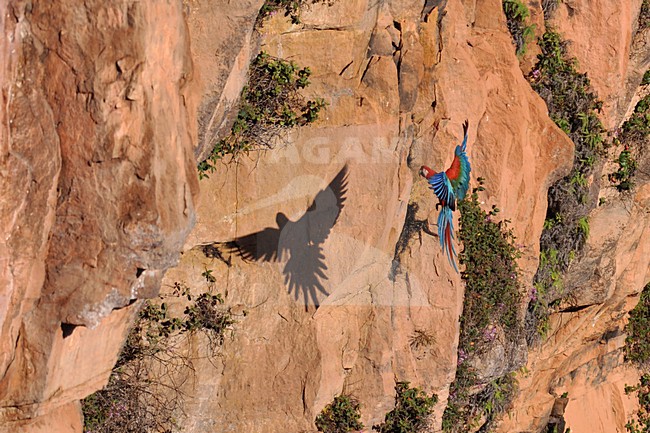  stock-image by Agami/Laurens Steijn,