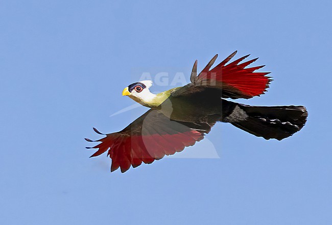 White-crested Turaco (Tauraco leucolophus) in Kenia. stock-image by Agami/Tomi Muukkonen,