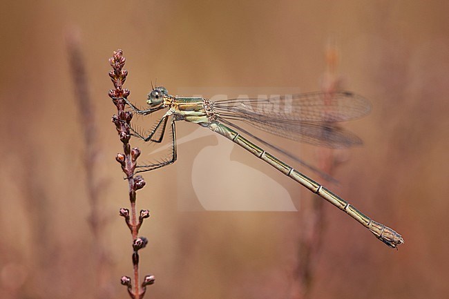 Imago Gewone pantserjuffer; Adult Common Spreadwing stock-image by Agami/Fazal Sardar,