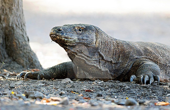 Komodovaraan, Komodo Dragon stock-image by Agami/Dubi Shapiro,