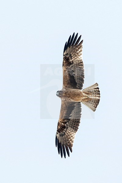 Dark phase Booted Eagle (Hieraaetus pennatus) on migration over Eilat Mountains, Eilat, Israel stock-image by Agami/Marc Guyt,