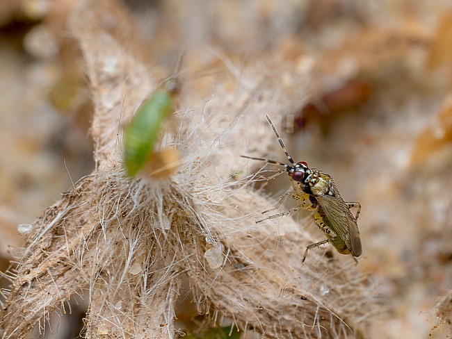 Dicyphus annulatus stock-image by Agami/Arnold Meijer,