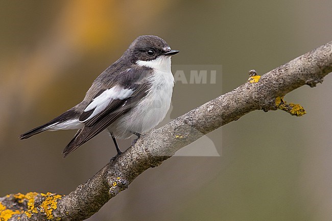 European Pied Flycatcher, Ficedula hypoleuca, in Italy. Perched on a twig. Moulting adult male in late summer. stock-image by Agami/Daniele Occhiato,