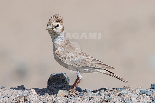 Black-crowned Sparrow-Lark (Eremopterix nigriceps) taken the 25/02/2023 at Masirah Island - Oman. stock-image by Agami/Nicolas Bastide,
