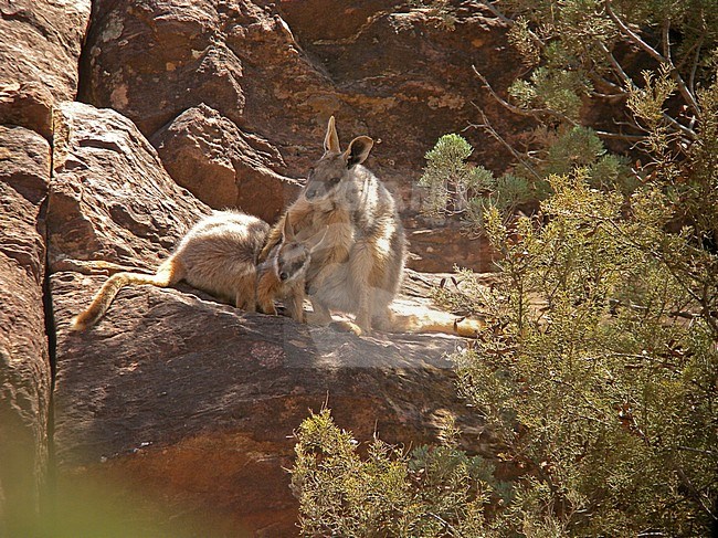 Mother Yellow-footed Rock-wallaby or Ring-tailed wallaby (Petrogale xanthopus) with young resting in the shade. stock-image by Agami/Pete Morris,