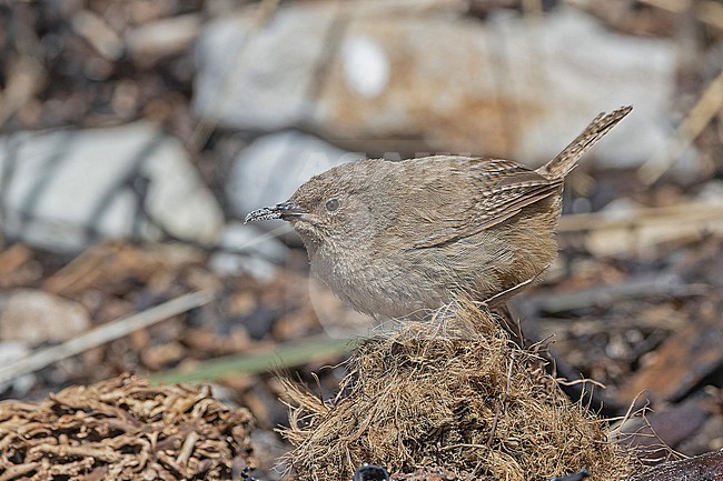 Cobb's Wren (Troglodytes cobbi) on the Falkland Islands. stock-image by Agami/Pete Morris,