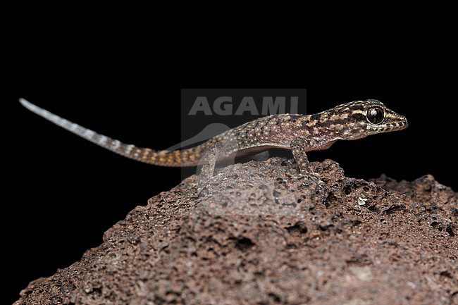 Darwin’s Leaf-toed Gecko (Phyllodactylus darwini) taken the 01/11/2025 at San Cristóbal - Galapagos. stock-image by Agami/Nicolas Bastide,