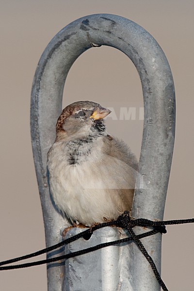 Mannetje Huismus; Male House Sparrow stock-image by Agami/Arnold Meijer,