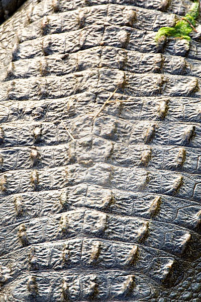 Nijlkrokodil half onder water; Nile Crocodile submerged stock-image by Agami/Marc Guyt,