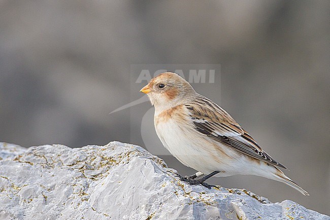 Snow Bunting, Plectrophenax nivalis, in winter plumage sitting on basalt rocks part of small flock wintering at North Sea coast. First winter female of subspecies nivalis. stock-image by Agami/Menno van Duijn,
